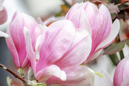 Magnolia Sulanjana flowers with petals in the spring season. the beautiful pink magnolia flowers in spring, selective focusing.