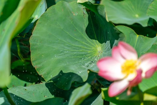 A pink lotus flower sways in the wind, Nelumbo nucifera. Against the background of their green leaves. Lotus field on the lake in natural environment