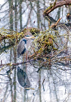 Grey heron on a swamp area of a park in British Columbia.