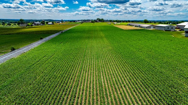Expansive Green Crops In Neatly Aligned Rows Stretch Across A Sunlit Countryside, With Barns And Silos In The Distance Under A Sky Filled With Puffy White Clouds, Creating A Idyllic Rural Scene.