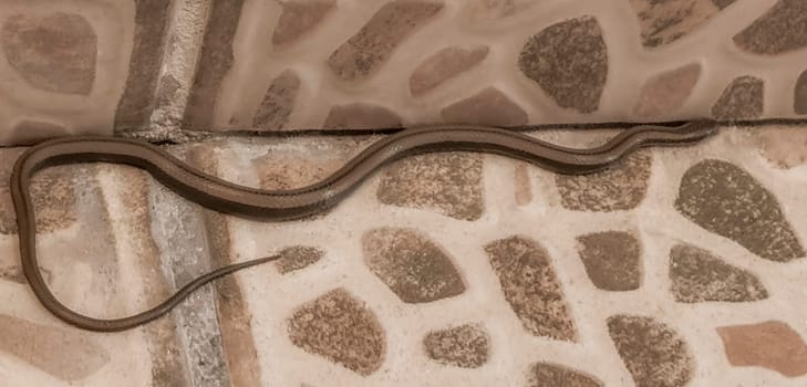 Snake crawls around on the ground on the premises in Playa del Carmen Quintana Roo Mexico.