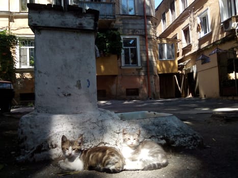 Street cats of tStreet cats of the city of Odessa. Ukraine. High quality photo