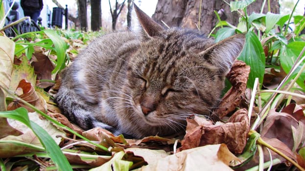 Street cats of tStreet cats of the city of Odessa. Ukraine. High quality photo