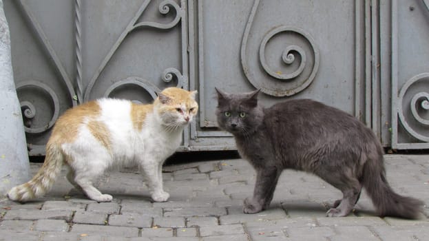 Street cats of tStreet cats of the city of Odessa. Ukraine. High quality photo