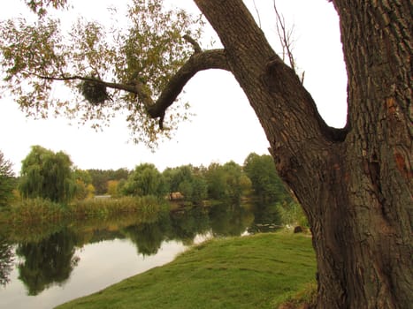 Beautiful tree with a rope swing by the river. High quality photo