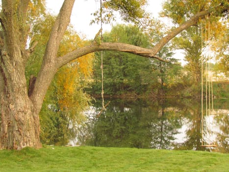 Beautiful tree with a rope swing by the river. High quality photo