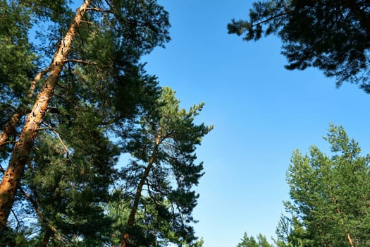 Pine trees against the blue sky. View of tall pine trees on a summer day