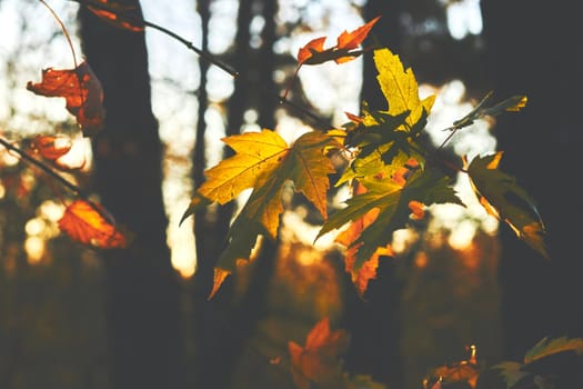 a tree or shrub with lobed leaves, winged fruits, and colorful autumn foliage, grown as an ornamental or for its timber or syrupy sap