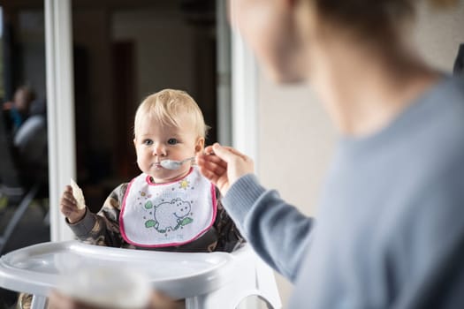 Mother spoon feeding her baby boy child in baby high chair with fruit puree at dinning table at home. Baby solid food introduction concept.