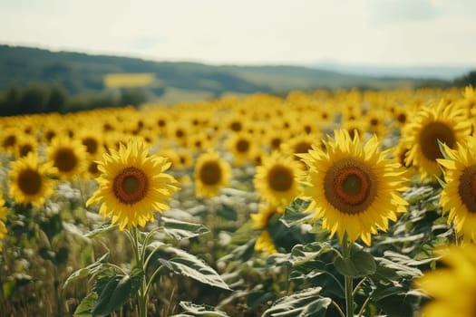 Panoramic view of a vibrant sunflower field stretching to the horizon with rolling hills in the background.