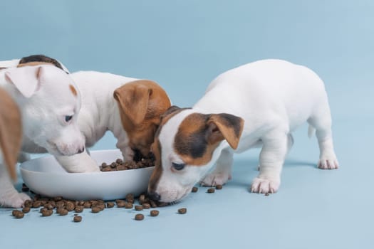 hungry jack russell terrier puppies eating from a bowl of food