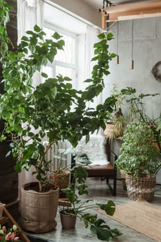 A fragment of the interior with a variety of indoor plants and plaster sculptures. Urban jungle concept. Biophilia design.