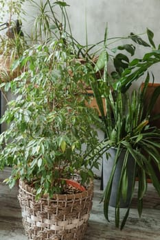 A fragment of the interior with a variety of indoor plants and plaster sculptures. Urban jungle concept. Biophilia design.