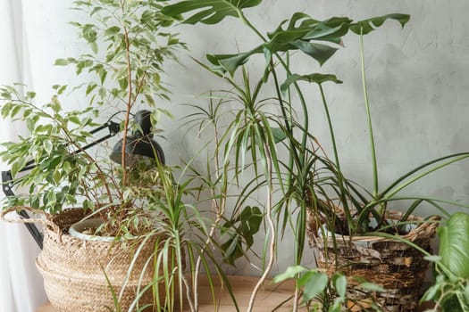 A fragment of the interior with a variety of indoor plants and plaster sculptures. Urban jungle concept. Biophilia design.