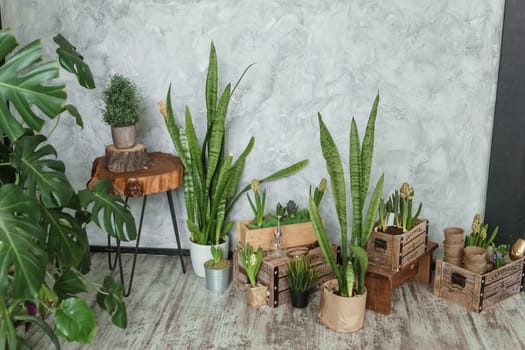 A fragment of the interior with a variety of indoor plants and plaster sculptures. Urban jungle concept. Biophilia design.