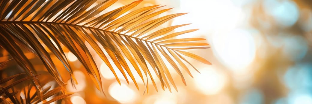 The sun casts a warm glow through the delicate fronds of a palm tree in a lush, tropical environment.