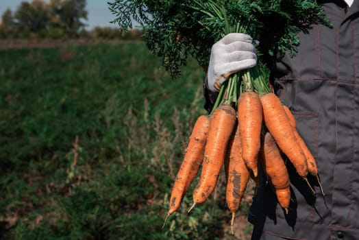 Farmer hands in gloves holding bunch of carrot in the garden, closeup. Harvest concept