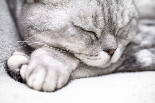 scottish straight cat is sleeping. Close-up of the muzzle of a sleeping cat with closed eyes. Against the backdrop of a light blanket. Favorite pets, cat food
