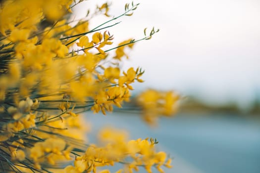 A bunch of yellow flowers with a blurry background. The flowers are in full bloom and the background is hazy