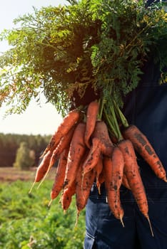 Farmer hands in gloves holding bunch of carrot in the garden, closeup. Harvest concept