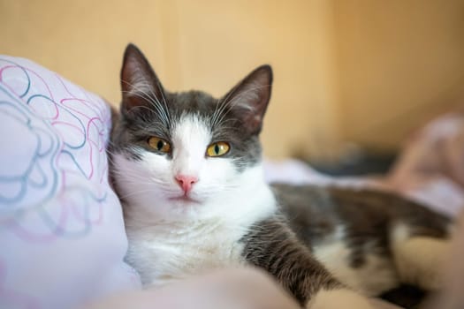 A cat is laying on a bed with a pink and white blanket. The cat is looking at the camera with a curious expression