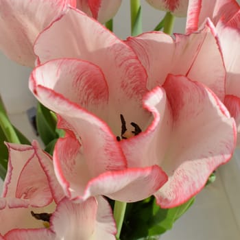 White tulip with red strips on the petals on the gray blurred background. Two colored tulip flower closeup