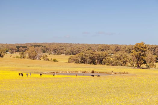 Fields of yellow flowers near Trentham in the Victorian goldfields, Australia