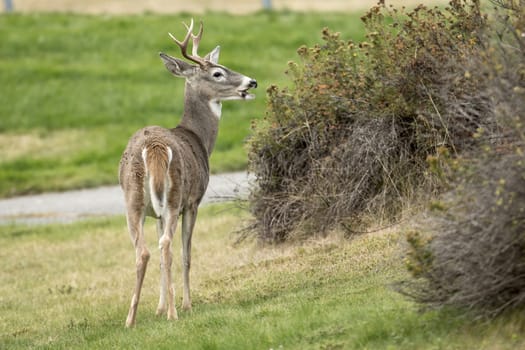 A nice side profile of a white tail deer in north Idaho.