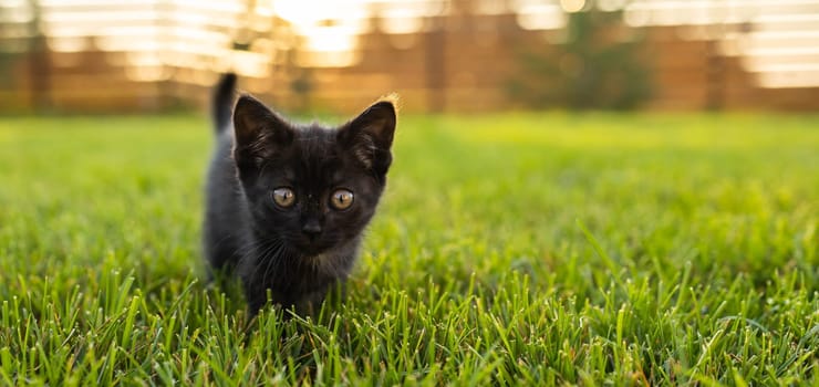Black curiously kitten outdoors in the grass pet and domestic cat concept