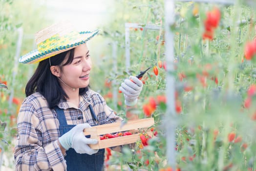 Happy farmer woman cutting organic ripe tomatoes from a bush with scissors in greenhouse garden, tomato gardening vegetables organic farm concept