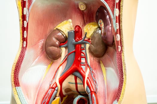 Human kidney model anatomy for medical training course, teaching medicine education.