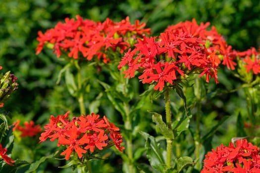 Lychnis Chalcedonica, red bright flowers in garden. Close-up.