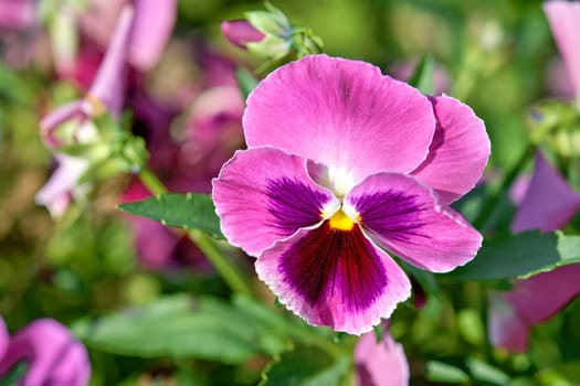 Violet spring flowers viola cornuta close up