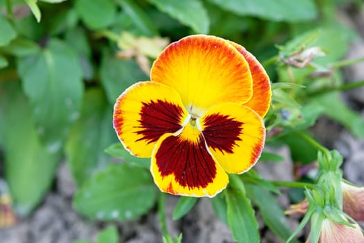 flower bed with horned violet pansies high angle view, floral spring wallpaper background