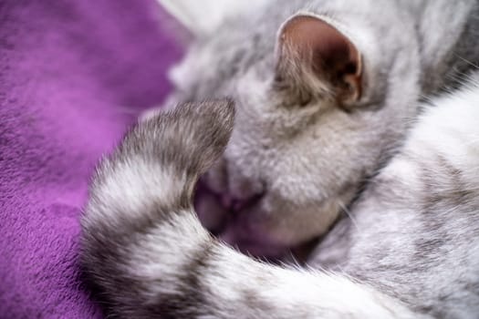 scottish straight cat is sleeping. Close-up of a sleeping cat muzzle, eyes closed. Against the background of a purple blanket. Favorite Pets, cat food