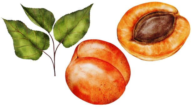 Apricot watercolor. Juicy realistic set hand drawing of ripe fruit. Clip art on isolated white background. Ideal for logo, tags, stickers for natural food and cosmetics stores. High quality photo