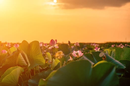 Sunrise in the field of lotuses, Pink lotus Nelumbo nucifera sways in the wind. Against the background of their green leaves. Lotus field on the lake in natural environment