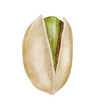 Pistachio watercolor. Hand drawn nut with shell isolated on white background. Realistic snack clip art. Ideal for logo, product packaging, banner. High quality photo