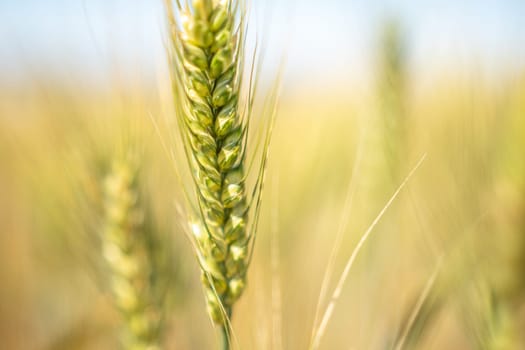 A close up of a wheat stalk with green leaves and brown tips. Concept of growth and life
