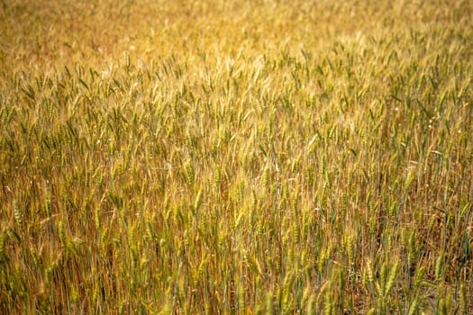 A field of golden wheat with a bright sun shining on it. The field is full of tall, dry grasses