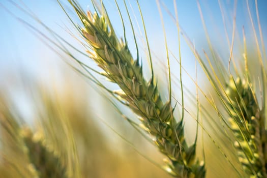 A close up of a wheat stalk with a blue sky in the background. The wheat is green and has a lot of leaves