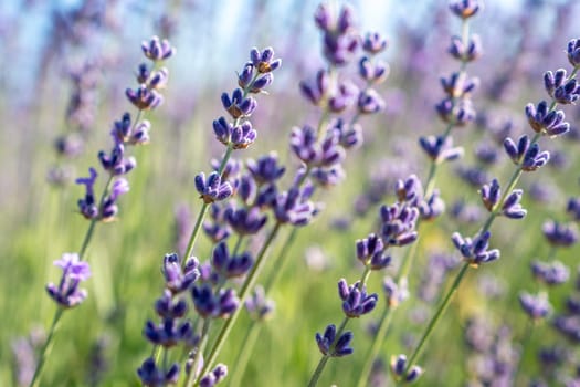 A field of purple lavender flowers with a clear blue sky in the background. The flowers are in full bloom and are arranged in a way that creates a sense of depth and movement