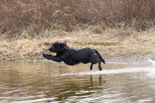 A black labrador retriever leaps into the water in Hauser Lake, Idaho.