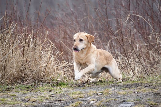 A golden retriever takes off from a sitting position in Hauser, Idaho.