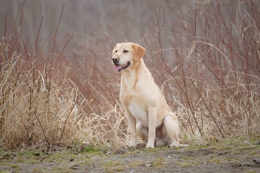 A portrait of a golden retriever in the countryside of Hauser, Idaho.