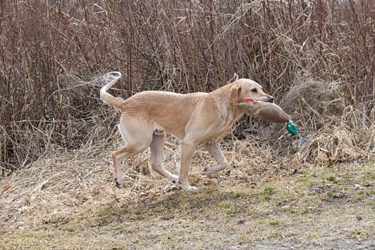 A golden retriever brings back a duck decoy rom the water in Houser, Idaho.