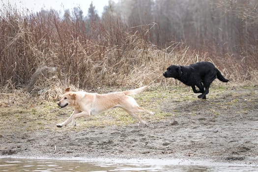 A black lab and a yellow lab run to the water in Hauser, Idaho.