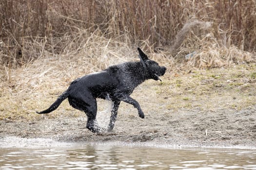 A black labrador retriever shakes off the water from its coat in Hauser, Idaho.