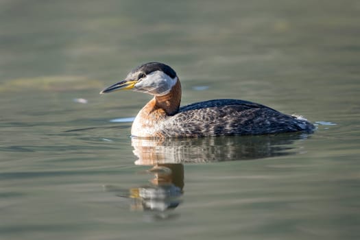 A red necked grebe is swimming in Fernan Lake in Idaho.