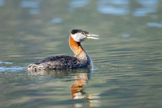 A red necked grebe is calling out on Fernan Lake in north Idaho.